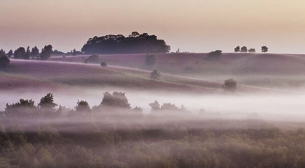 View over New Forest lowland heathland from Rockford Common at dawn, with Bell heather
