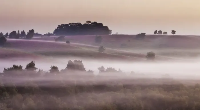 Framed Print : View over New Forest lowland heathland from Rockford Common at dawn, with Bell heather Framed Print : View over New Forest lowland heathland from Rockford Common at dawn, with Bell heather
