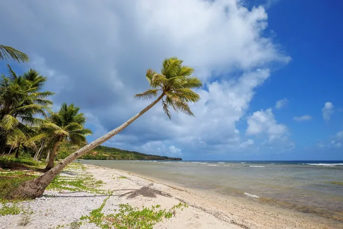 Framed Print : View along the palm-fringed beach at Lao Lao Bay, Saipan, Northern Mariana Islands. May, 2024 Framed Print : View along the palm-fringed beach at Lao Lao Bay, Saipan, Northern Mariana Islands. May, 2024