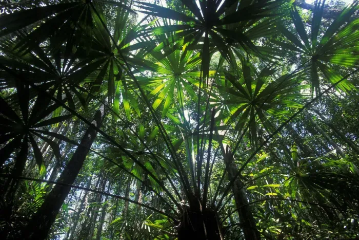 Framed Print : View up through Palm trees in swamp forest, Borneo, Sarawak, Malaysia Framed Print : View up through Palm trees in swamp forest, Borneo, Sarawak, Malaysia