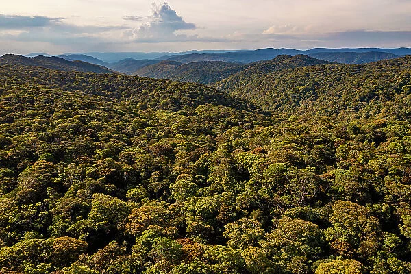 View over the rainforest canopy reaching into the distance, Mount Lewis National Park, Wet Tropics World Heritage area, Queensland, Australia. December, 2021