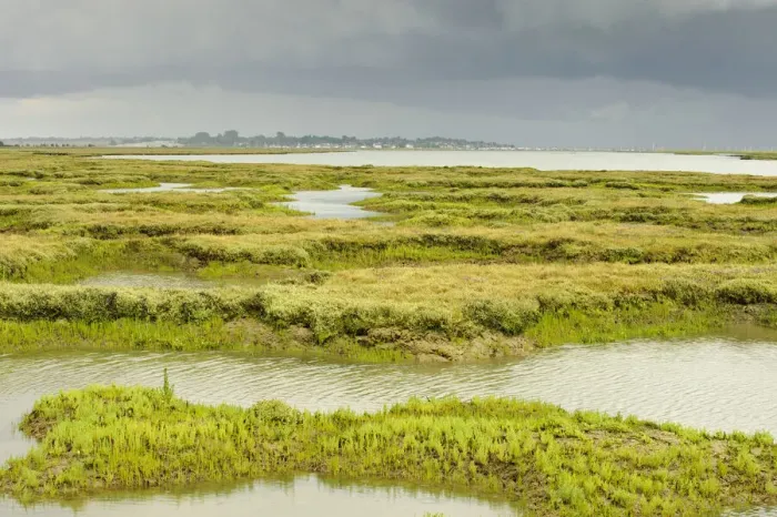 Framed Print : View of regenerated saltmarsh landscape around Abbots Hall Farm Nature Reserve at high Framed Print : View of regenerated saltmarsh landscape around Abbots Hall Farm Nature Reserve at high
