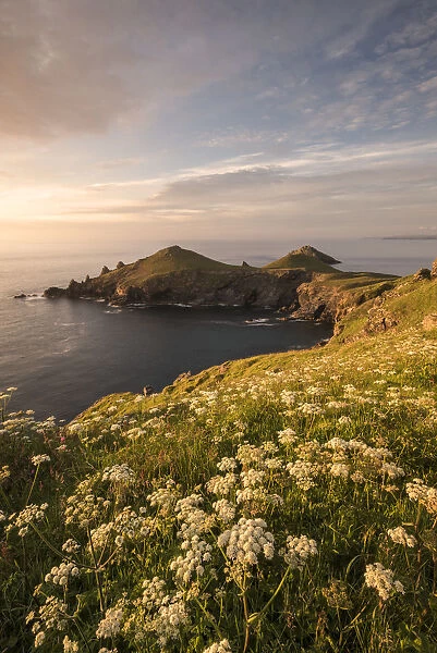 View towards The Rumps at sunset, with Umbellifers (Apiaceae) Pentire Head at sunset