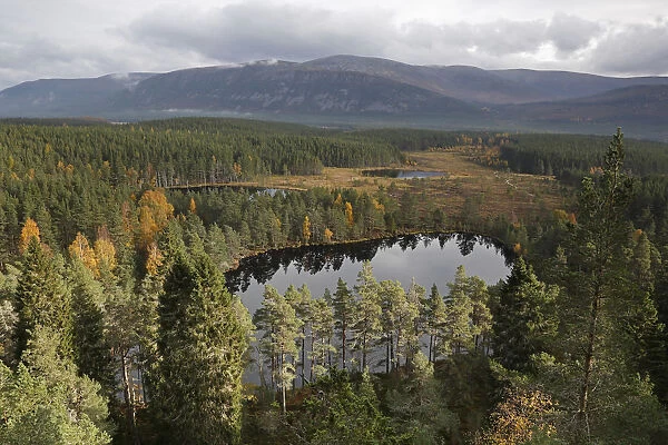 View over Uath Lochans surrounded by pine forest looking towards the Cairngorm mountains