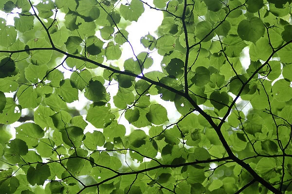 View of underside of Lime (Tilia sp) leaves on a branch, Moricsala Strict Nature Reserve