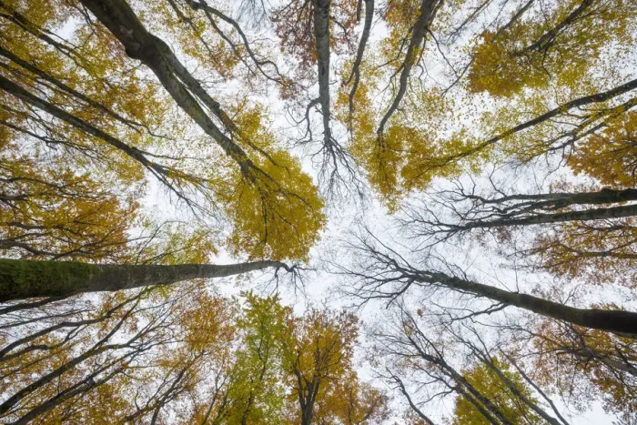 Framed Print : View upward to canopy of a Beech woodland (Fagus sylvatica) in autumn Framed Print : View upward to canopy of a Beech woodland (Fagus sylvatica) in autumn