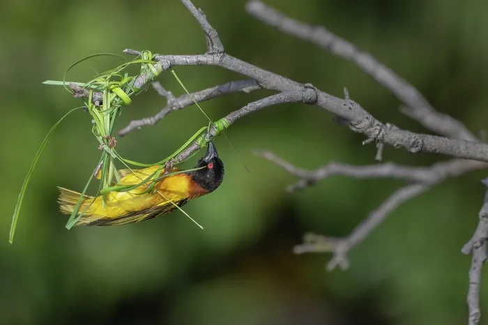 Framed Print : Village weaver (Ploceus cucullatus) building nest at end of branch, Allahein River, The Gambia Framed Print : Village weaver (Ploceus cucullatus) building nest at end of branch, Allahein River, The Gambia
