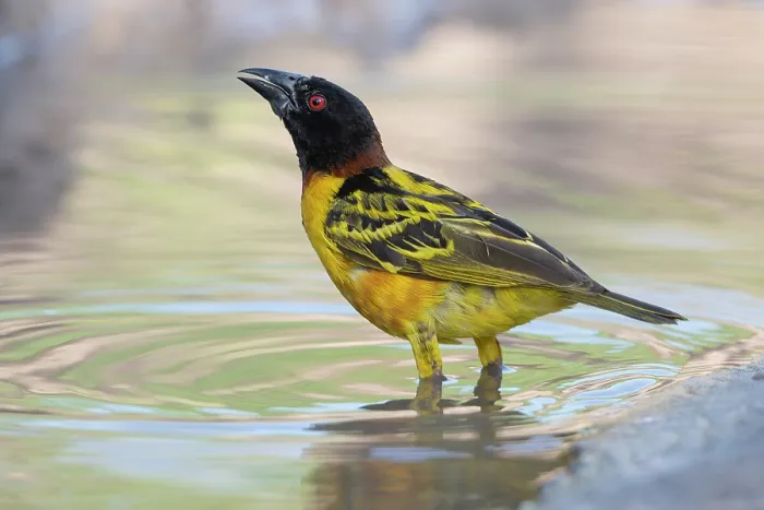 Framed Print : Village weaver (Ploceus cucullatus) male, standing in shallow water, Allahein river, The Gambia