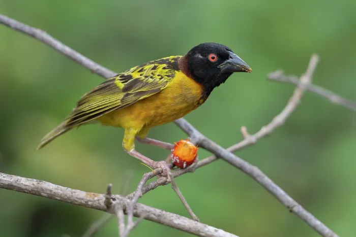 Framed Print : Village weaver (Ploceus cucullatus) male, perched on branch eating palm fruit, Allahein river, The Gambia Framed Print : Village weaver (Ploceus cucullatus) male, perched on branch eating palm fruit, Allahein river, The Gambia