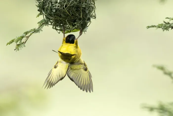 Framed Print : Village weaver (Ploceus cucullatus) male bird building nest, Masai-Mara Game Reserve Framed Print : Village weaver (Ploceus cucullatus) male bird building nest, Masai-Mara Game Reserve