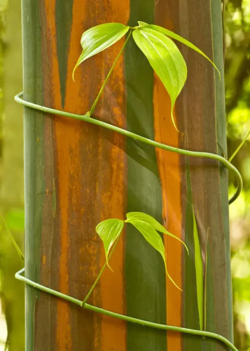 Framed Print : A vine growing on Eucalyptus bark, Tompotika Peninsula, Sulawesi, Indonesia Framed Print : A vine growing on Eucalyptus bark, Tompotika Peninsula, Sulawesi, Indonesia