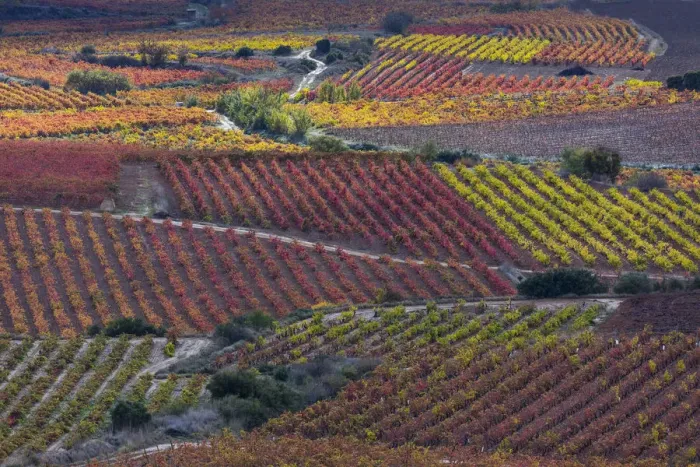 Framed Print : Vineyards in autumn, La Rioja, Sierra De Cantabria, Alava, Basque Country, Spain