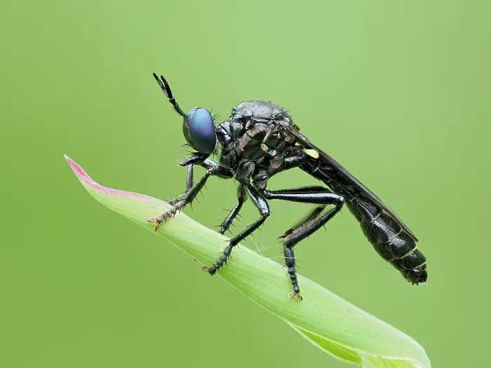 Framed Print : Violet black-legged robberfly (Dioctria atricapilla) male, resting on grass stem, Buckinghamshire, England, UK. May. Focus stacked Framed Print : Violet black-legged robberfly (Dioctria atricapilla) male, resting on grass stem, Buckinghamshire, England, UK. May. Focus stacked