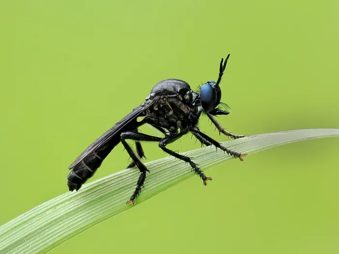 Framed Print : Violet black-legged robberfly (Dioctria atricapilla) male resting on blade of grass, Oxfordshire, England, UK. June. Focus stacked Framed Print : Violet black-legged robberfly (Dioctria atricapilla) male resting on blade of grass, Oxfordshire, England, UK. June. Focus stacked