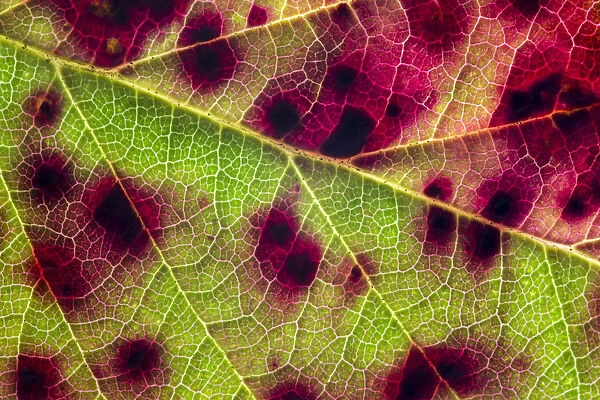 Violet bramble rust (Phragmidium violaceum) causing red colouration on Bramble leaf