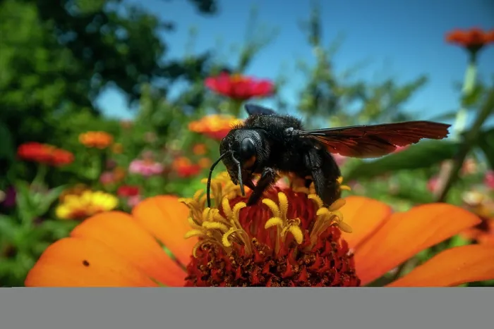 Framed Print : Violet carpenter bee (Xylocopa violacea) nectaring on pollen in a garden, Lucerne, Switzerland. August Framed Print : Violet carpenter bee (Xylocopa violacea) nectaring on pollen in a garden, Lucerne, Switzerland. August