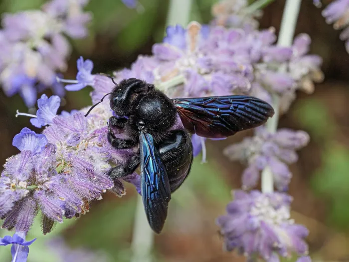 Framed Print : Violet carpenter bee (Xylocopa violacea) resting on Lavender (Lavandula sp.) flower, Podere Montecucco, Orvieto, Umbria, Italy. August