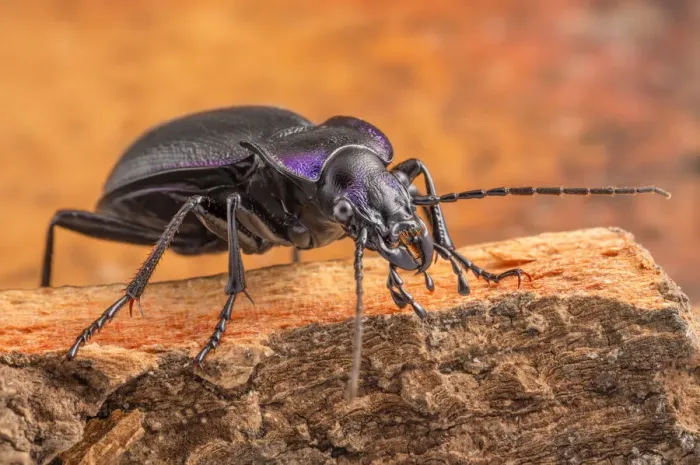 Framed Print : Violet Ground Beetle (Carabus violaceu) Peak District National Park, Derbyshire, UK. July Framed Print : Violet Ground Beetle (Carabus violaceu) Peak District National Park, Derbyshire, UK. July