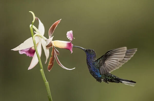 Violet sabrewing hummingbird (Campylopterus hemileucurus) nectaring on Orchid. Costa Rica