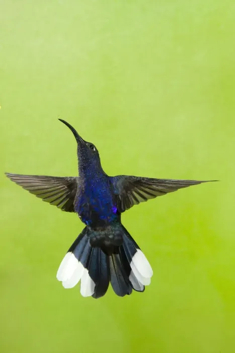 Framed Print : Violet Sabrewing Hummingbird (Campylopterus hemileucurus) male hovering at feeder Framed Print : Violet Sabrewing Hummingbird (Campylopterus hemileucurus) male hovering at feeder
