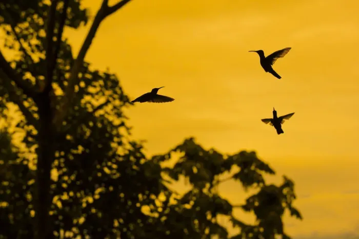 Framed Print : Violet sabrewing hummingbird (Campylopterus hemileucurus) males territorial fight at dawn Framed Print : Violet sabrewing hummingbird (Campylopterus hemileucurus) males territorial fight at dawn