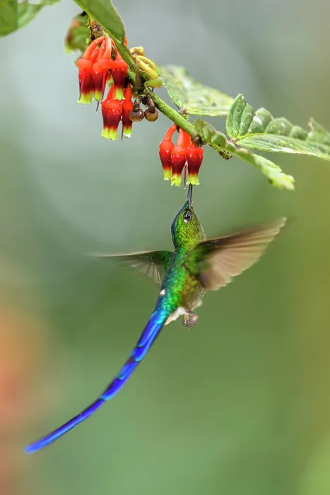 Framed Print : Violet-tailed sylph (Aglaiocercus coelestis) male, nectaring on flower, Mindo area, Pichincha, Ecuador. Controlled conditions Framed Print : Violet-tailed sylph (Aglaiocercus coelestis) male, nectaring on flower, Mindo area, Pichincha, Ecuador. Controlled conditions