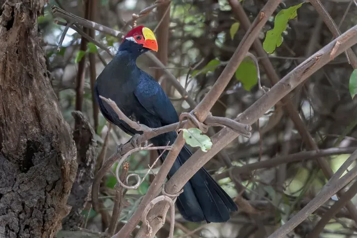 Framed Print : Violet turaco (Musophaga violacea) perched on branch, Brufut Forest, The Gambia Framed Print : Violet turaco (Musophaga violacea) perched on branch, Brufut Forest, The Gambia