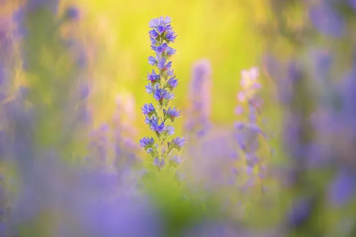 Framed Print : Vipers bugloss (Echium vulgare) in flower, Braunton Burrows, Devon, England, UK. June Framed Print : Vipers bugloss (Echium vulgare) in flower, Braunton Burrows, Devon, England, UK. June