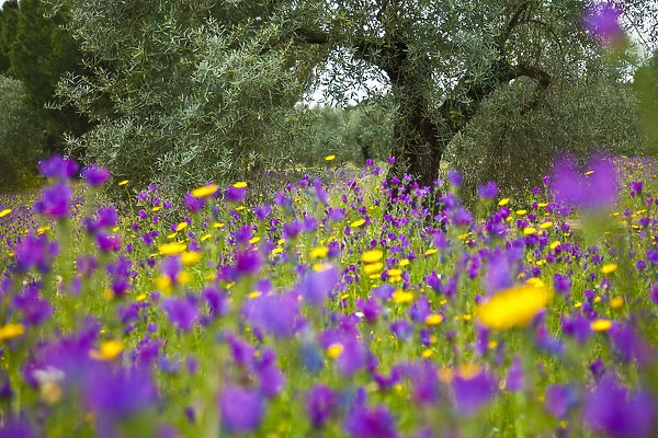 Vipers bugloss (Echium vulgare) flowering in an olive grove. Sierra de Andujar Natural Park