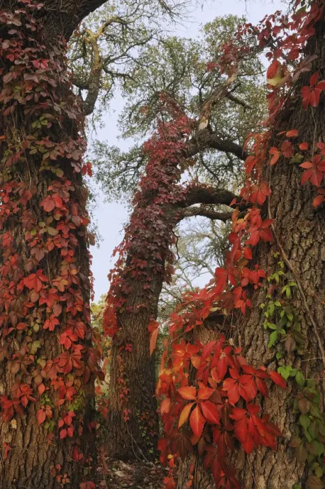 Framed Print : Virginia creeper (Parthenocissus quinquefolia), climbing on Live Oak (Quercus virginiana) Framed Print : Virginia creeper (Parthenocissus quinquefolia), climbing on Live Oak (Quercus virginiana)