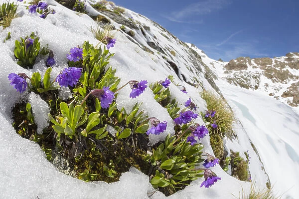 Viscid primrose (Primula latitolia) flowering in snow. Nordtirol, Austrian Alps, July