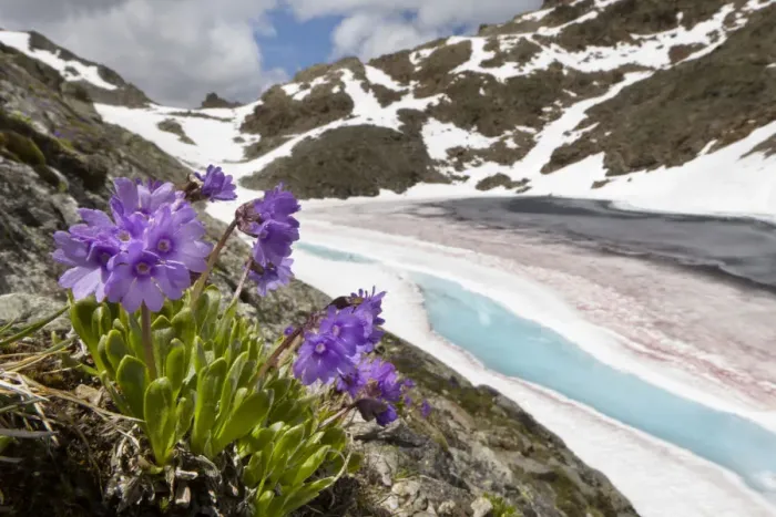 Framed Print : Viscid primrose (Primula latitolia) on mountainside, Nordtirol, Austrian Alps, 2600 metres Framed Print : Viscid primrose (Primula latitolia) on mountainside, Nordtirol, Austrian Alps, 2600 metres