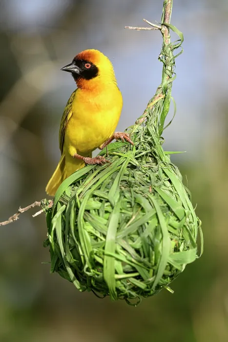 Framed Print : Vitelline masked weaver (Ploceus vitellinus) male, perched on hanging nest, Serengeti / Ngorongoro Conservation Area, Tanzania Framed Print : Vitelline masked weaver (Ploceus vitellinus) male, perched on hanging nest, Serengeti / Ngorongoro Conservation Area, Tanzania