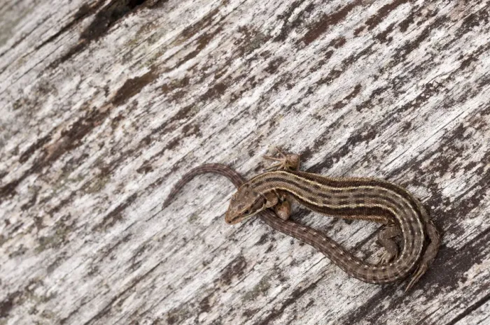 Framed Print : Viviparous or Common Lizard (Lacerta vivipara) basking on wood, Arne RSPB reserve Framed Print : Viviparous or Common Lizard (Lacerta vivipara) basking on wood, Arne RSPB reserve