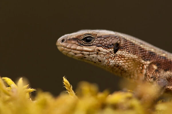 Viviparous  /  Common lizard (Zootoca  /  Lacerta vivipara) portrait, Staffordshire, England, UK, April