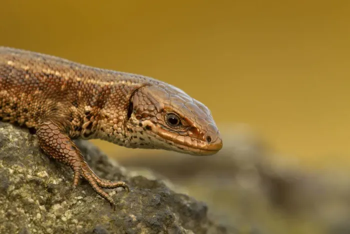 Framed Print : Viviparous / Common lizard (Zootoca / Lacerta vivipara) basking in the early spring Framed Print : Viviparous / Common lizard (Zootoca / Lacerta vivipara) basking in the early spring