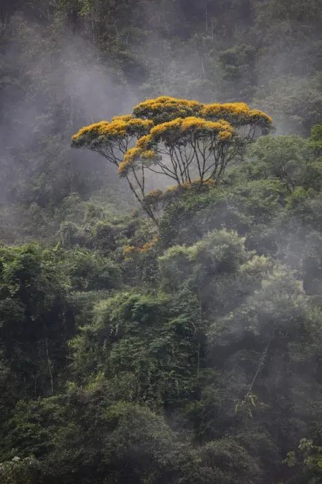 Framed Print : Vochysia tree and rainforest landscape, Copalinga Reserve, Ecuador, December 2018 Framed Print : Vochysia tree and rainforest landscape, Copalinga Reserve, Ecuador, December 2018