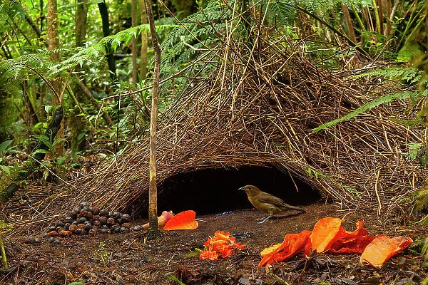 Vogelkop bowerbird (Amblyornis inornatus) male, at his bower surrounded by orange leaves and petals and other objects he has collected, Arfak Mountains, Vogelkop Peninsula, West Papua