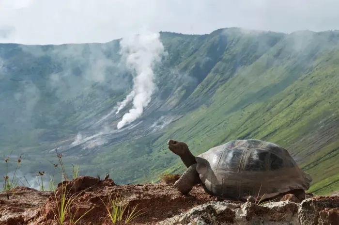 Framed Print : Volcan Alcedo giant tortoises (Chelonoidis nigra vandenburghi) among steaming fumaroles Framed Print : Volcan Alcedo giant tortoises (Chelonoidis nigra vandenburghi) among steaming fumaroles