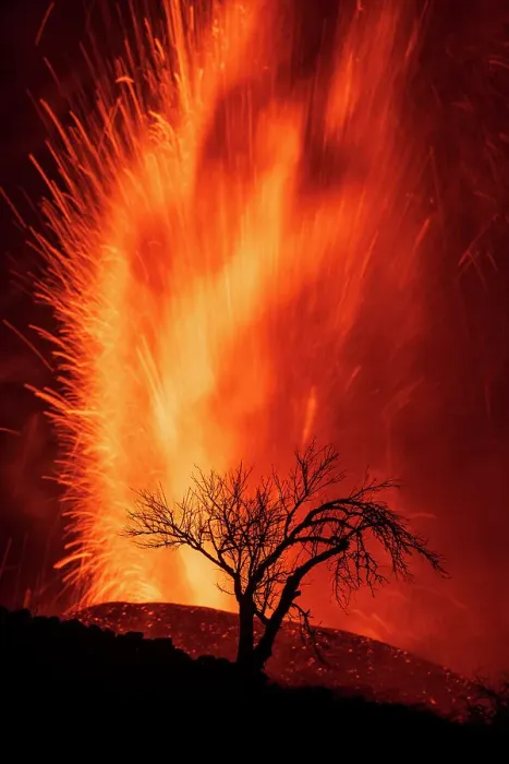 Framed Print : Volcanic eruption with silhouette of tree, Cumbre Vieja Volcano, La Palma, Canary Islands. September 2021 Framed Print : Volcanic eruption with silhouette of tree, Cumbre Vieja Volcano, La Palma, Canary Islands. September 2021