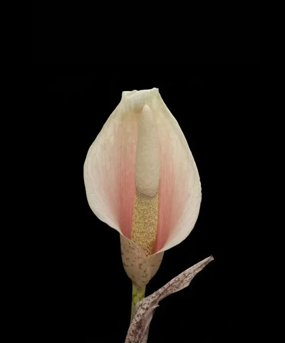 Framed Print : Voodoo lily (Amorphophallus bulbifer). Native to Asia Framed Print : Voodoo lily (Amorphophallus bulbifer). Native to Asia