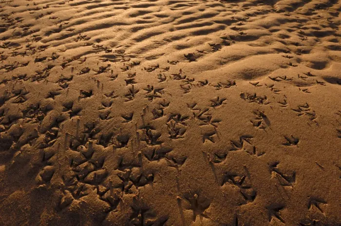 Framed Print : Wader footprints in sand, Aberlady Bay, Firth of Forth, Scotland, UK, December Framed Print : Wader footprints in sand, Aberlady Bay, Firth of Forth, Scotland, UK, December