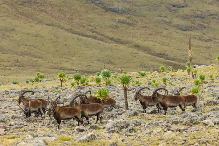 Framed Print : Walia ibex (Capra walie) herd, Simien Mountains National Park, Ethiopia Framed Print : Walia ibex (Capra walie) herd, Simien Mountains National Park, Ethiopia