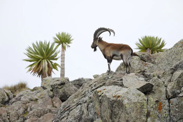 Framed Print : Walia ibex (Capra walie) male with Giant lobelia (Lobelia rhynchopetalum) at around 4 Framed Print : Walia ibex (Capra walie) male with Giant lobelia (Lobelia rhynchopetalum) at around 4