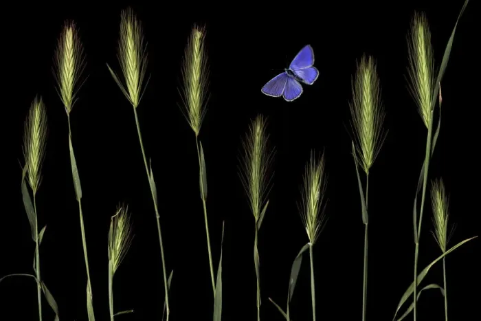 Framed Print : Wall barley (Hordeum murinum) and an Eschers blue butterfly (Polyommatus escheri) Framed Print : Wall barley (Hordeum murinum) and an Eschers blue butterfly (Polyommatus escheri)