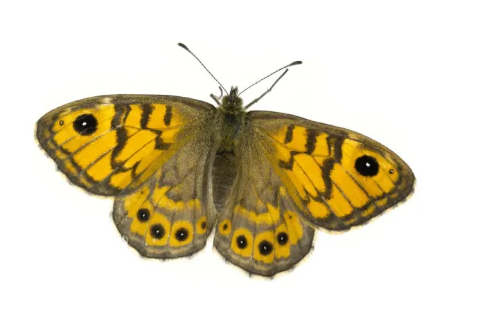 Framed Print : Wall brown butterfly (Lasiommata megera), Lorsch, Hessen, Germany. June. Meetyourneighbours
