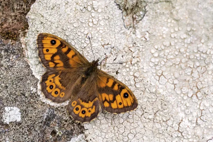 Framed Print : Wall brown butterfly {Lasiommata megera} basking on lichen covered stone wall, The Rumps, Polzeath, Cornwall, UK. April Framed Print : Wall brown butterfly {Lasiommata megera} basking on lichen covered stone wall, The Rumps, Polzeath, Cornwall, UK. April