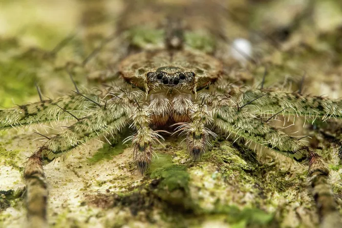 Framed Print : Wall crab spider (Selenops sp.) male, portrait, Osa Peninsula, Costa Rica. Focus stacked image Framed Print : Wall crab spider (Selenops sp.) male, portrait, Osa Peninsula, Costa Rica. Focus stacked image