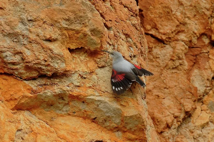 Framed Print : Wallcreeper (Tichodroma muraria) on rock face, Cantabria, Spain. December Framed Print : Wallcreeper (Tichodroma muraria) on rock face, Cantabria, Spain. December