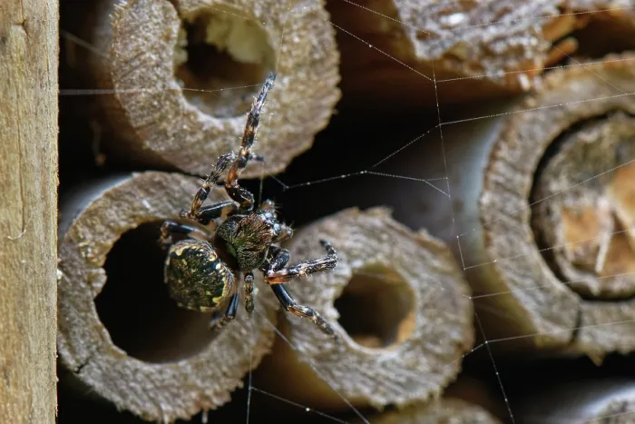 Framed Print : Walnut orb-weaver spider (Nuctenea umbratica) female, emerging from an insect hotel, Wiltshire, UK. May Framed Print : Walnut orb-weaver spider (Nuctenea umbratica) female, emerging from an insect hotel, Wiltshire, UK. May
